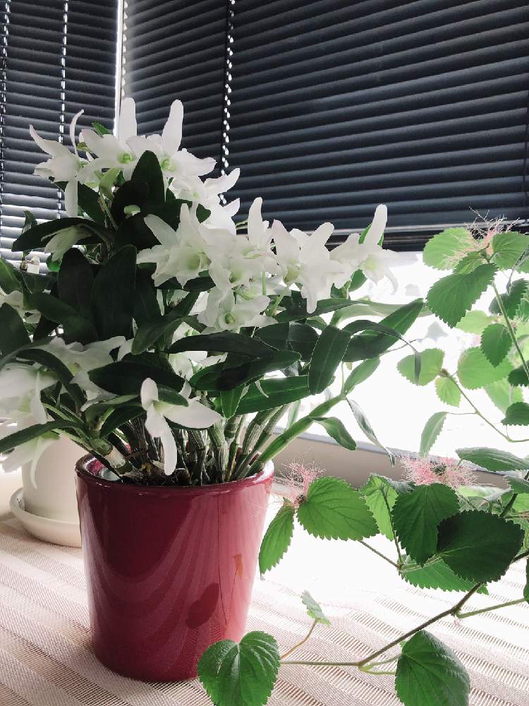 キャットテールの投稿画像 By Eriさん デンドロビウムと白い花とおうち園芸 月12月23日 Greensnap グリーンスナップ