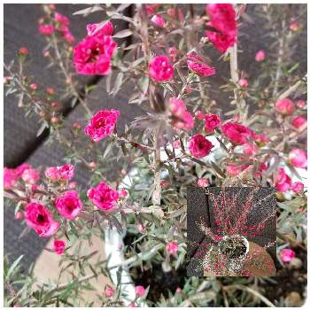 ホームセンターコーナンの投稿画像一覧 Greensnap グリーンスナップ