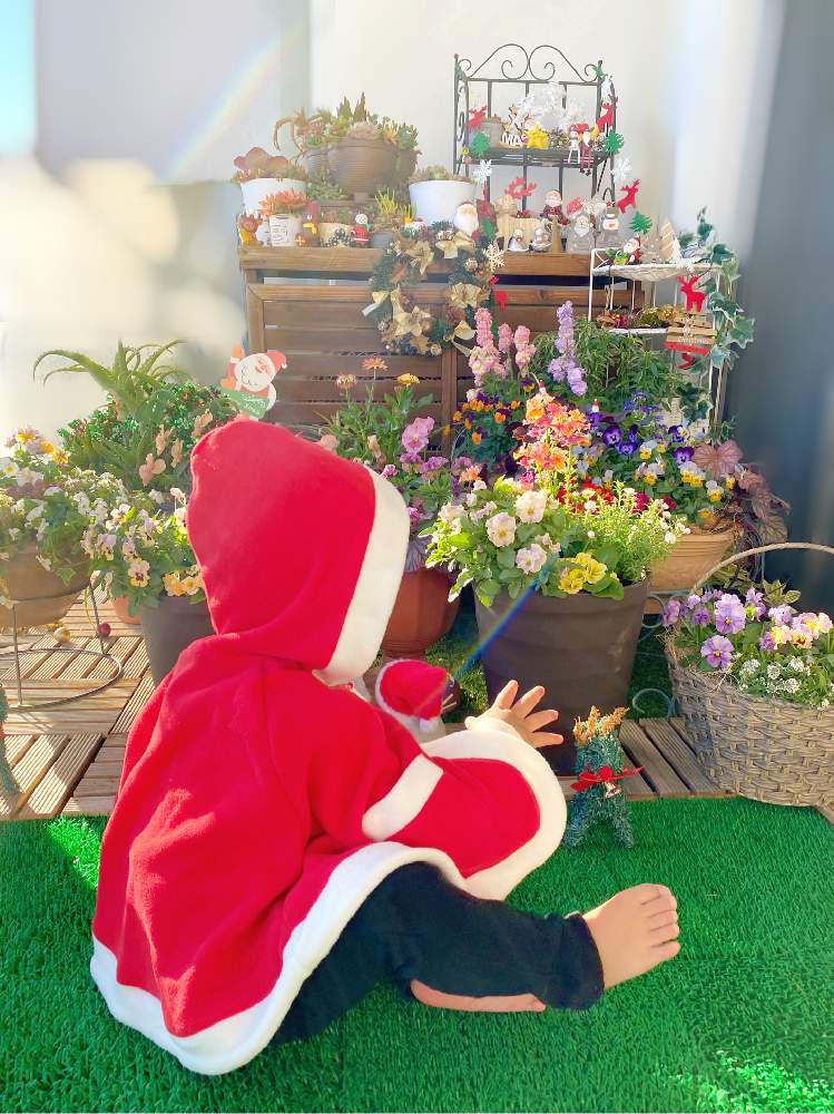 100均雑貨の投稿画像 By ちゃみりーさん 100均とダイソーと人工芝と寄せ植えとベランダガーデニングとおうち園芸とセリアと季節のお花とマンションの ベランダと花のある暮らしとウッドデッキパネルとクリスマス 月12月23日 Greensnap グリーンスナップ