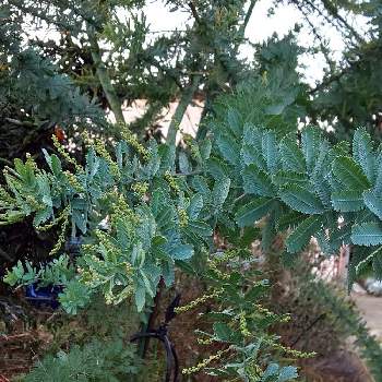 ミモザの花芽の投稿画像一覧 Greensnap グリーンスナップ