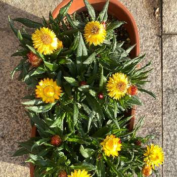 ヘリクリサムの投稿画像一覧 Greensnap グリーンスナップ