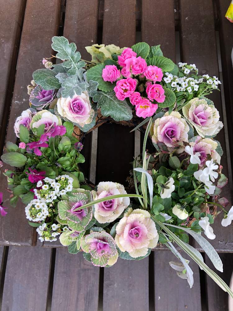 葉牡丹の寄せ植えの投稿画像 By Hanakochanさん 葉牡丹リースと小さな庭とビオラ パンジーと ジュリアンとバラ咲きプリムラジュリアンと葉牡丹 の寄せ植えと葉牡丹リースとビオラ パンジーと ジュリアンとバラ咲きプリムラジュリアン 月12月23日 Greensnap