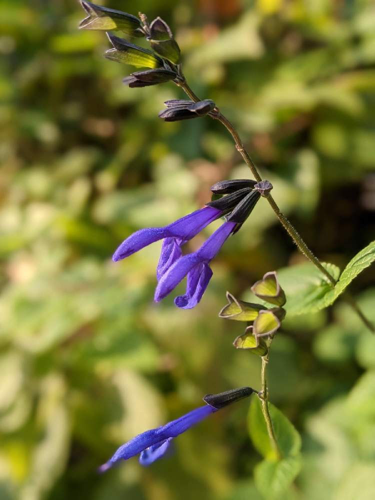 サルビア ガラニチカの投稿画像 By ペスカトーレさん 月12月23日 Greensnap グリーンスナップ