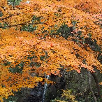もみじの紅葉の画像 by 百日紅さん | お出かけ先ともみじの紅葉と紅葉した葉っぱと里山と黄色い紅葉と水辺の水曜日