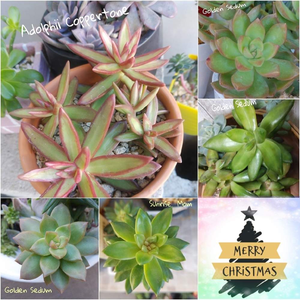 セダム 属の投稿画像 By すみれさん 多肉植物と可愛い多肉と植物のある暮らしと放置多肉と素敵な色と多肉女子と多肉lifeと綺麗な色 とgreen Love 月12月23日 Greensnap グリーンスナップ