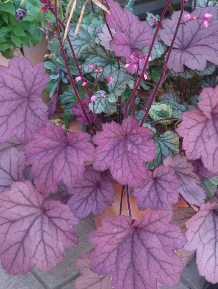 ヒューケラの投稿画像 By カピさん 庭の宿根草と葉っぱ好きと大好き ʾʾとおうち園芸 月12月24日 Greensnap グリーンスナップ