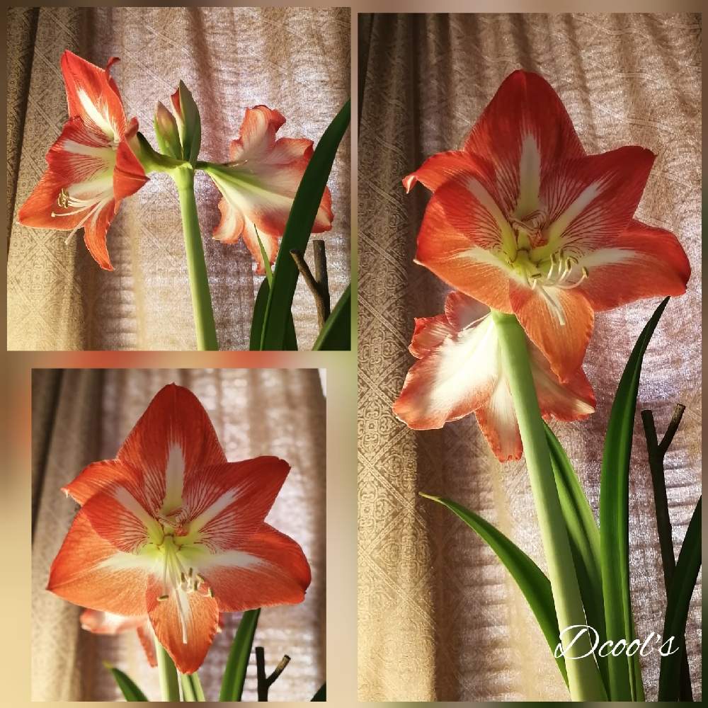 アマリリスの投稿画像 By Dcoolさん おうち園芸 月12月24日 Greensnap グリーンスナップ