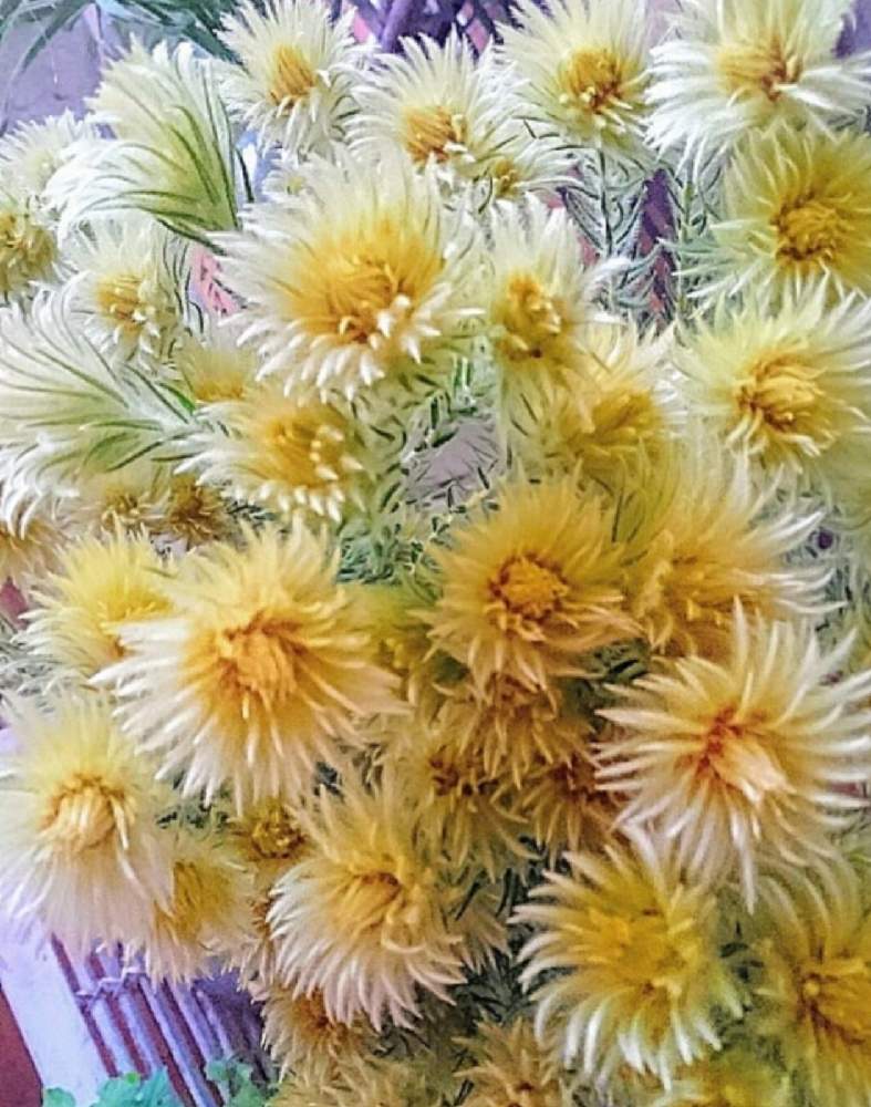 フィリカの投稿画像 By ジュリアーノさん 木曜モフモフとクリーム色と黄色い花と花のある暮らしとクリーム色の花とフィリカ と黄色いお花 月12月24日 Greensnap グリーンスナップ