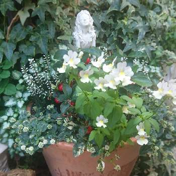 カルーナ 寄せ植えの投稿画像一覧 Greensnap グリーンスナップ