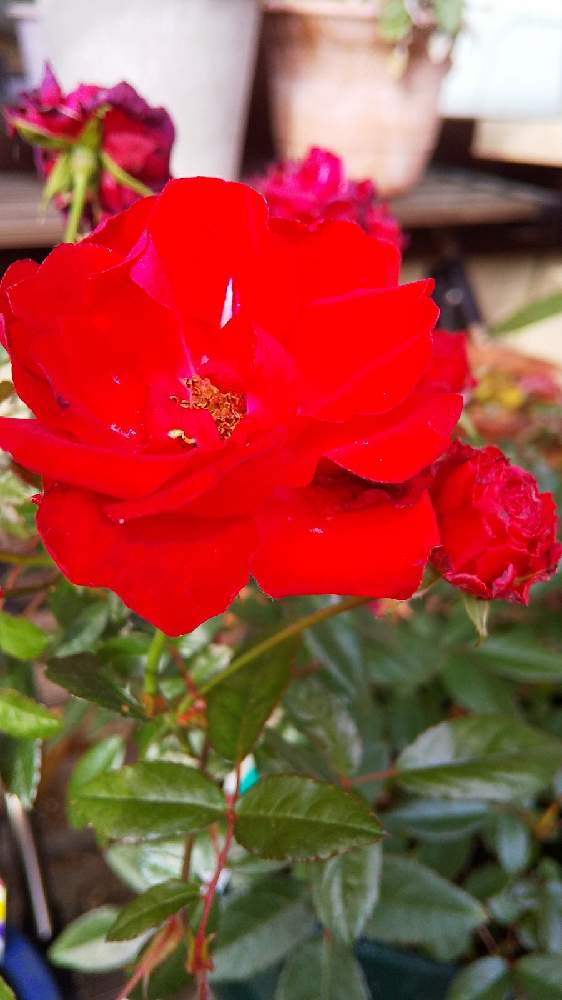 バラ ポリアンサローズの投稿画像 By Kikiさん ミニバラ とあか とおうち園芸と蕾は沢山あるけどと鉢植えとポリアンサローズと花のある暮らしと先日 お迎え 月12月24日 Greensnap グリーンスナップ