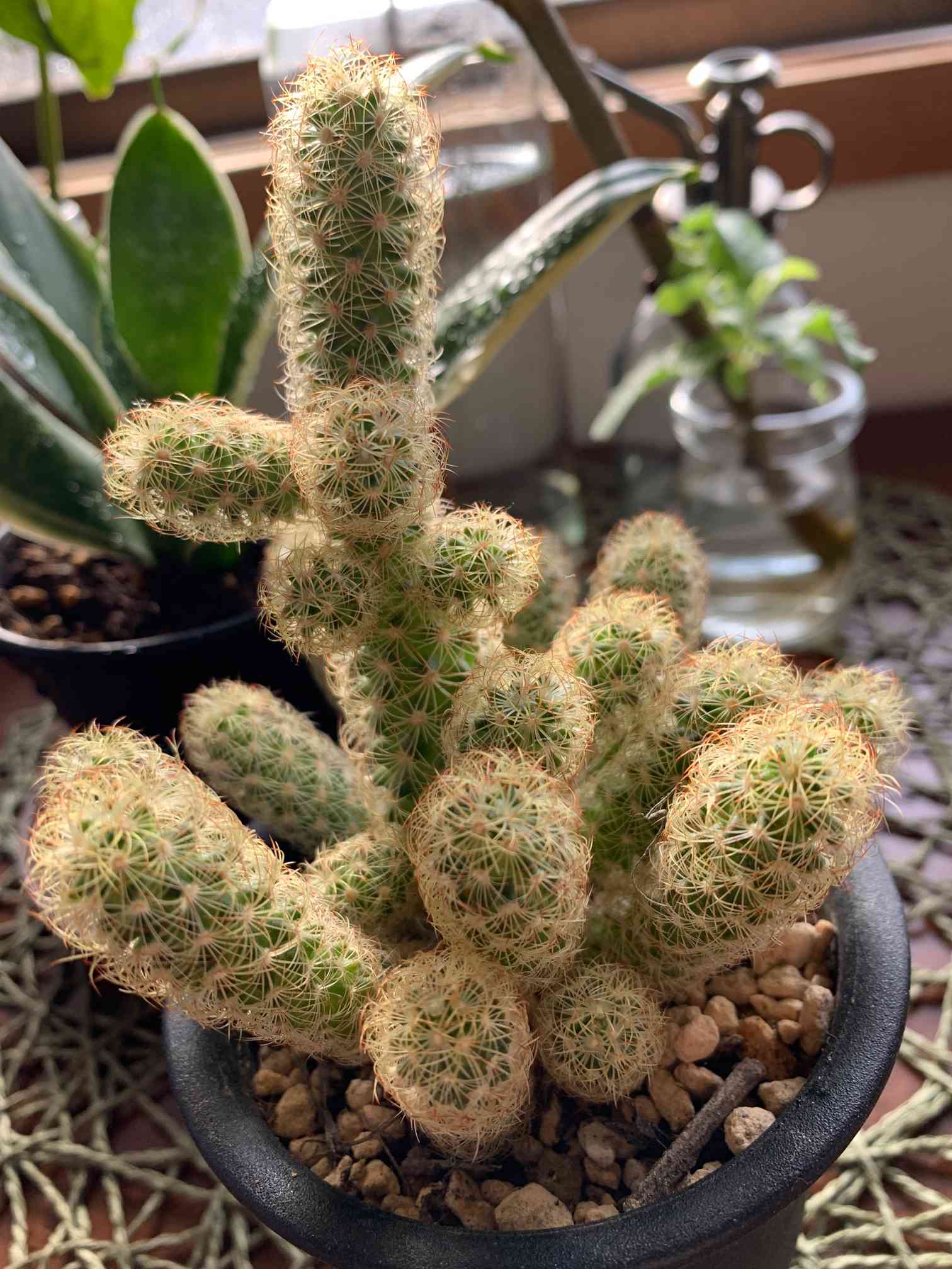 【手渡し限定】黄金丸（こがねまる）② 「マミラリア属」　栽培45年生　多肉植物 黄金丸(マミラリア)｜🍀GreenSnap（グリーンスナップ）