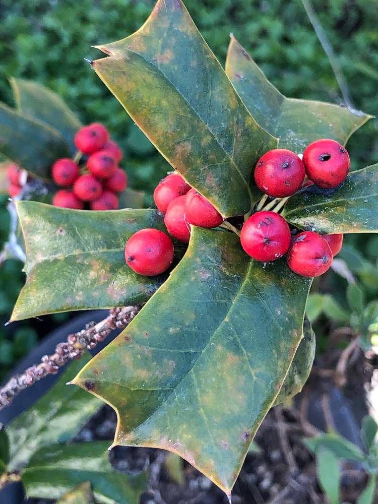 クリスマスホーリーの投稿画像 By ケントさん 散歩と庭木と赤い実と他所様のお庭 月12月24日 Greensnap グリーンスナップ
