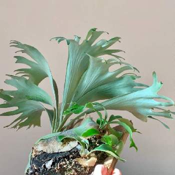 クリプトモスの投稿画像一覧 Greensnap グリーンスナップ