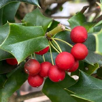 クリスマスホーリー の投稿画像一覧 Greensnap グリーンスナップ