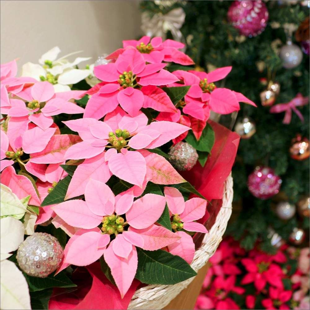 プリンセチアの投稿画像 By サントリーフラワーズさん サントリー フラワーズと花と生きるサントリーとサンフラマニアとサンフラビト 月12月24日 Greensnap グリーンスナップ