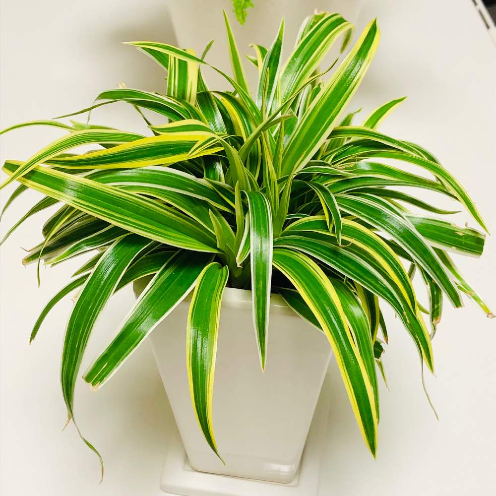 シャムオリヅルランの投稿画像 By まきにゃんさん 観葉植物 月12月24日 Greensnap グリーンスナップ