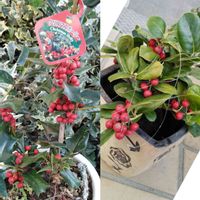 クリスマスホーリー,クリスマスホーリー,西洋柊(クリスマスホーリー),自分らしくね,ベテラン乙女倶楽部の画像