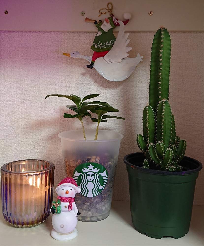 カクタスの投稿画像 By Saraさん コーヒーの木とみどりのある暮らしとスマホ撮影と観葉植物とサボテン とみどりみどりとおうち時間とダイソーとさぼてんとフロリダカクタスとクリスマスとクリスマスイブ 月12月24日 Greensnap グリーンスナップ
