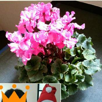 花と緑と孫が好きの画像 by hajimeさん | 花と緑と孫が好きとシクラメンカムリ