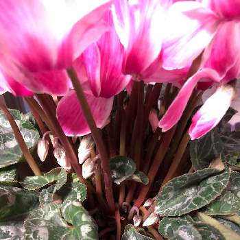 シクラメンの葉組みの投稿画像一覧 Greensnap グリーンスナップ