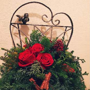 ブルーアイスの投稿画像一覧 Greensnap グリーンスナップ