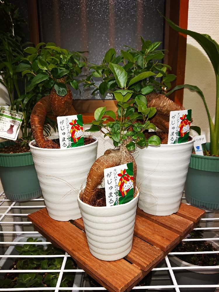 ガジュマルの投稿画像 By Yanさん 観葉植物と風水と癒しと玄関いっぱいとおうち園芸と緑のある暮らし 月12月25日 Greensnap グリーンスナップ