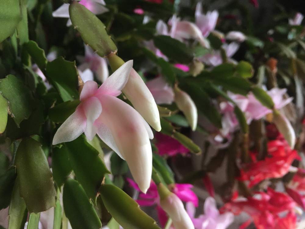 ジャコバサボテンの投稿画像 By Otomさん 赤い花とピンクの花と緑の葉っぱと緑色の葉 月12月25日 Greensnap グリーンスナップ