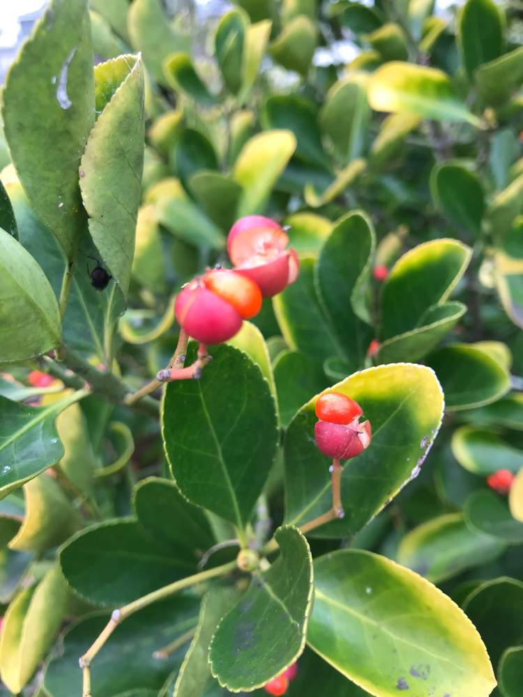 斑入りマサキの投稿画像 By ぶらんさん 花のある暮らしと移ろう季節 月12月25日 Greensnap グリーンスナップ