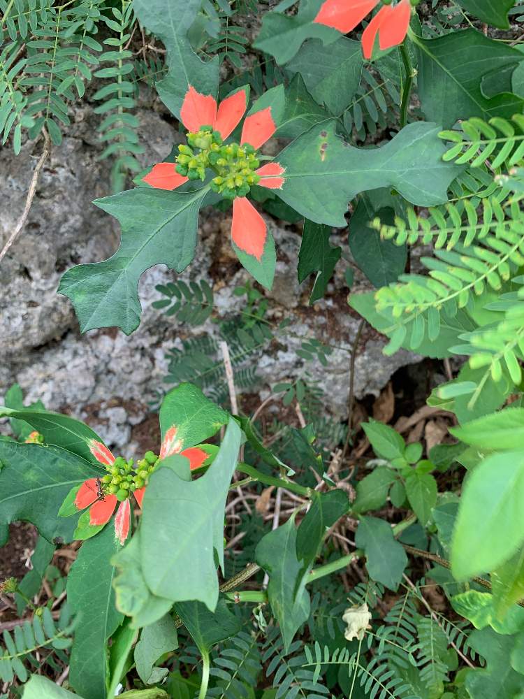 ショウジョウソウの投稿画像 By Kazuさん サマーポインセチアと南の島 月12月25日 Greensnap グリーンスナップ