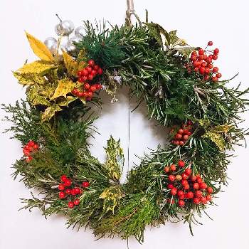 クリスマスリースの投稿画像一覧 Greensnap グリーンスナップ