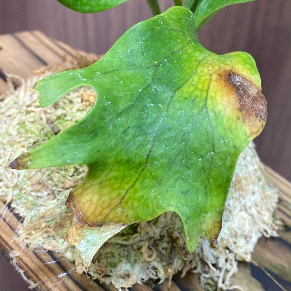 P. 'Nokogiri' spore 成長記録 2024.4.6｜🍀GreenSnap（グリーン