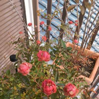 ミニバラ ラディッシュの投稿画像一覧 Greensnap グリーンスナップ