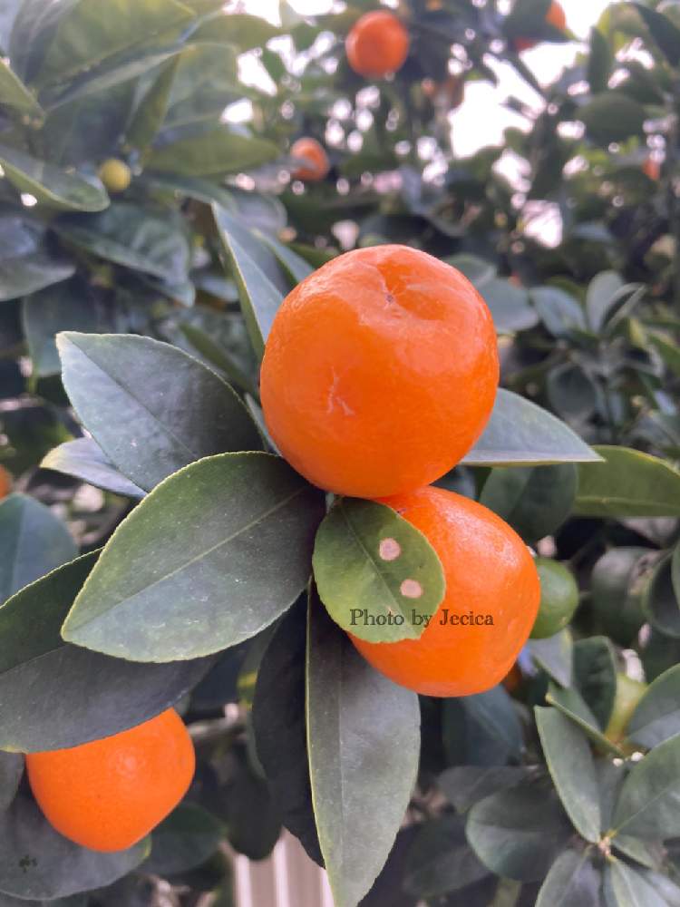 橘花の果実の投稿画像 By 目指せ 自慢の庭さん 真ん中の窪みと粒が大きいと柑橘類とマーマレードを作ると橘の果実と私のお庭と白い花が咲くよ 月12月25日 Greensnap グリーンスナップ