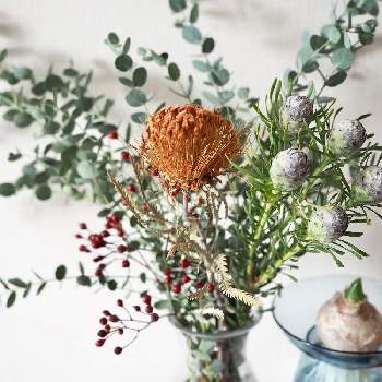 野バラの実u0026シャリンバイ Www Vetrepro Fr