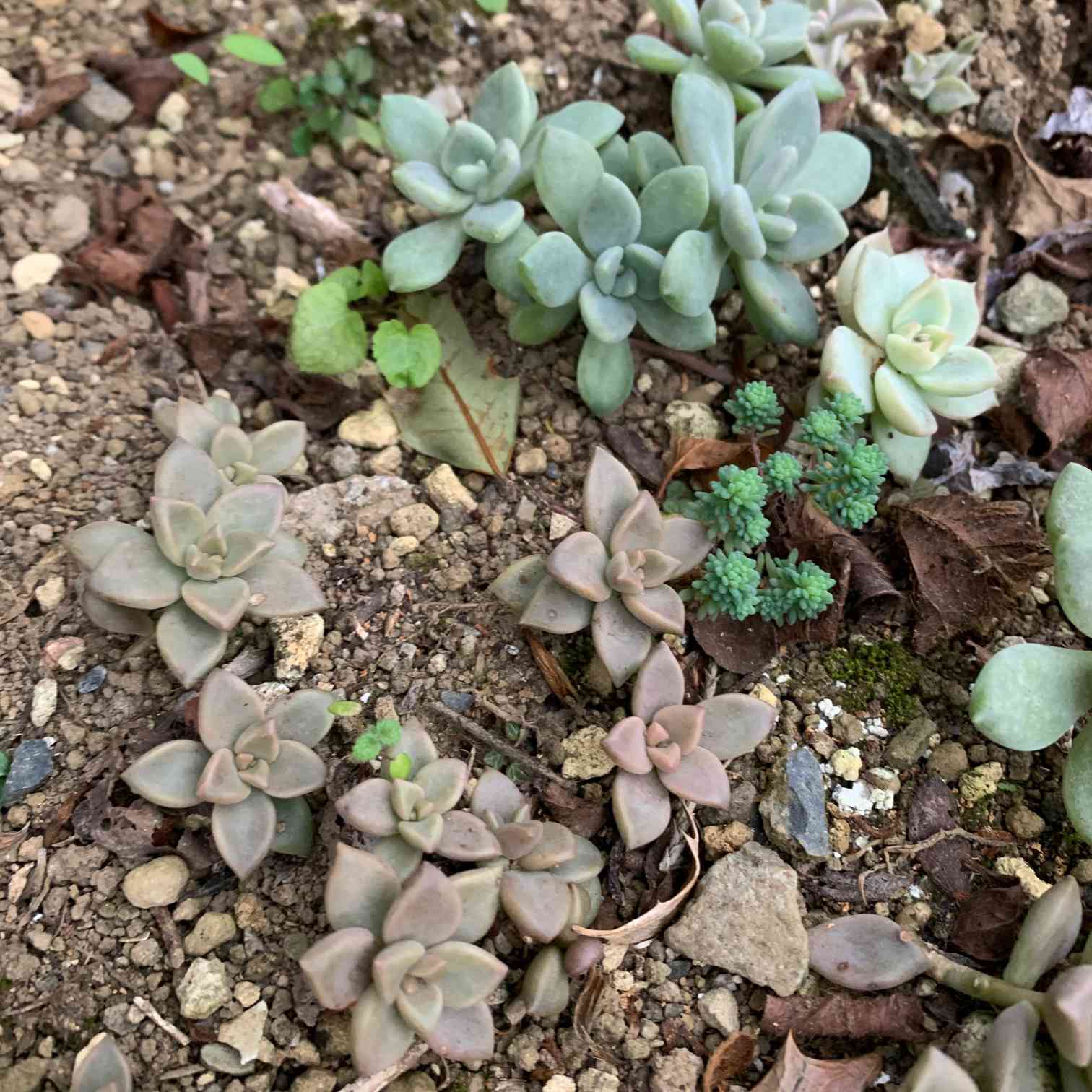 朧月 はざし 送料無料でお届けします - その他多肉植物