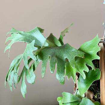 クリプトモスの投稿画像一覧 Greensnap グリーンスナップ