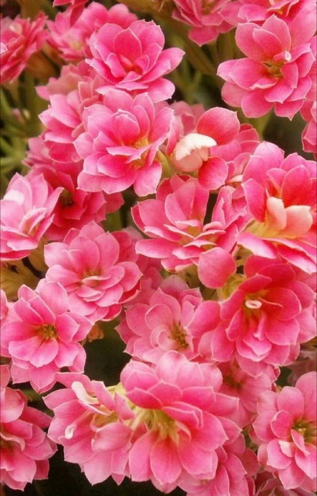 カランコエの投稿画像 By Kagraさん ピンクの花と可愛い花と八重咲きと綺麗な花とガーデニングと花のある暮らし 月12月25日 Greensnap グリーンスナップ
