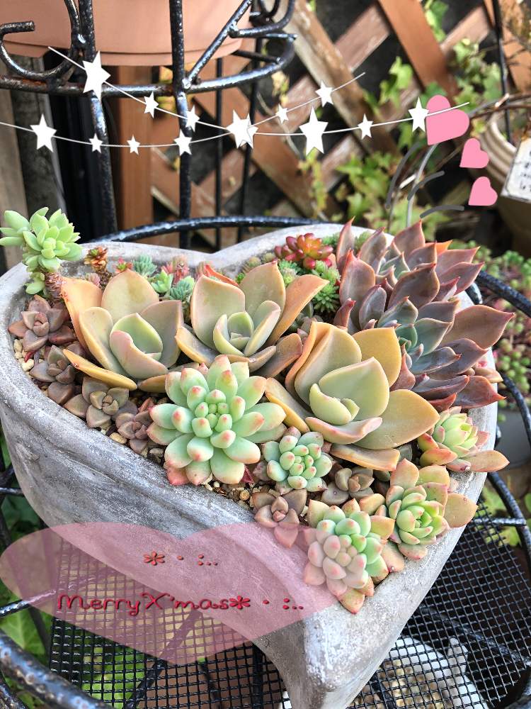 多肉寄植え ハート形ツビーバックくぼみ Whirledpies Com