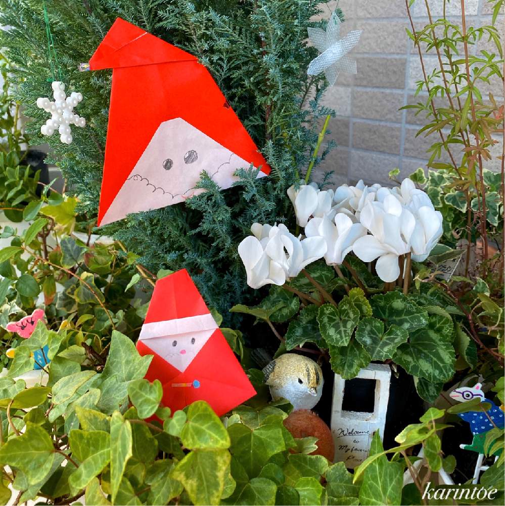 アイビーの投稿画像 By Karintoeさん ガーデンシクラメンとコニファー エルウッズエンパイヤーとキュンキュン乙女倶楽部とキュンキュン乙女倶楽部no 40と娘と一緒に と白い花と 12 月12月25日 Greensnap グリーンスナップ