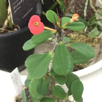 姫花キリンの投稿画像一覧 Greensnap グリーンスナップ