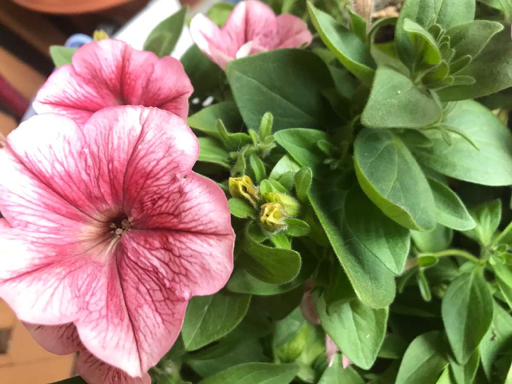 ペチュニアの投稿画像 By Romicさん 月12月25日 Greensnap グリーンスナップ