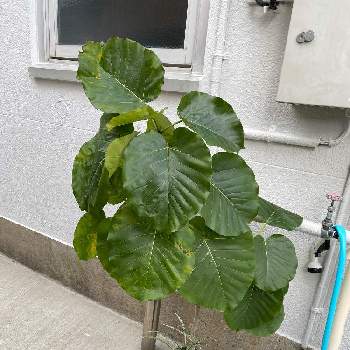 りさぽんさんの投稿画像 月8月11日 Greensnap グリーンスナップ