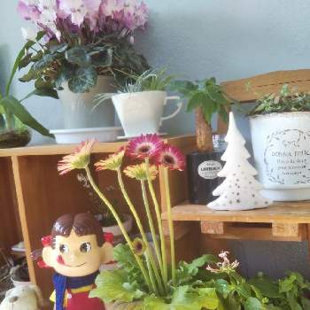 2年生の画像 by 花minamoさん | 部屋とペコちゃん祭りと冬越し組と2年生とありがとうと小さな幸せ♡と鉢植えとガーデニングと花のある暮らし