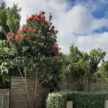 ニュージーランド在来種の投稿画像一覧 Greensnap グリーンスナップ