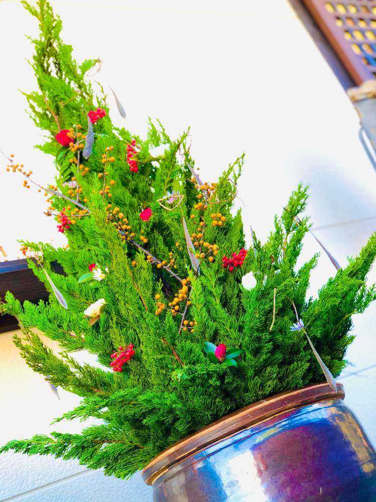 イブキの投稿画像 By 午後の庭さん 赤色の花とおうち園芸と山野草大好き協会とお庭の植物とフジのさやと心和むひと時を とガーデニングと花のある暮らしとかわいいと白い花と赤い実と切り花とクリスマス 月12月25日 Greensnap グリーンスナップ