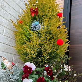クリスマス寄せ植えの投稿画像一覧 Greensnap グリーンスナップ