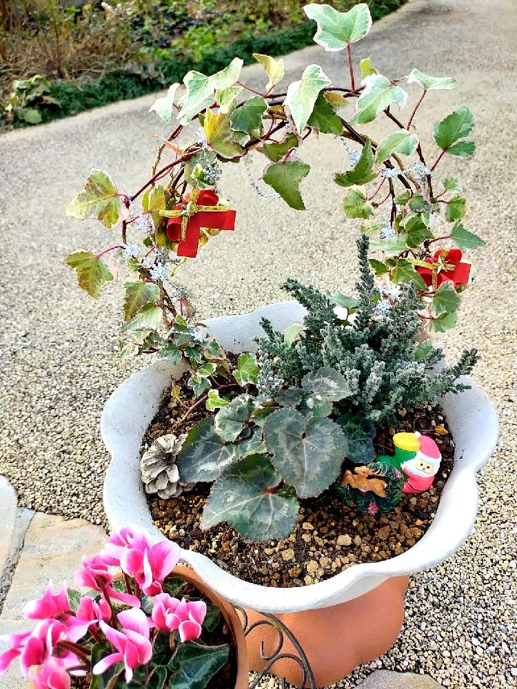 ガーデンシクラメンの投稿画像 By ちけさん ガーデンシクラメンとカルーナとアイビー ヘデラ と紅葉カルーナと小さな庭と寄せ植えと花 のある暮らしとクリスマスアレンジと花が好きと寄せ植えと花のある暮らしとクリスマスアレンジと花が好き 月12月25日