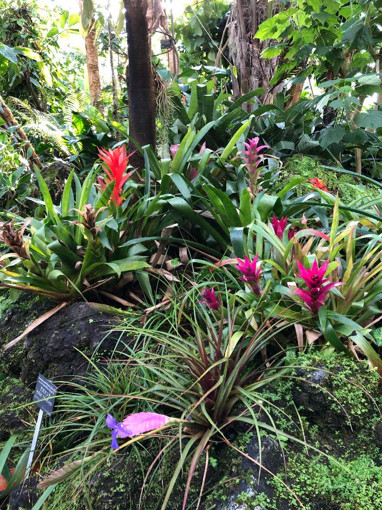グズマニアの投稿画像 By もんさん 温室と京都府立植物園と花のある暮らし 月12月25日 Greensnap グリーンスナップ
