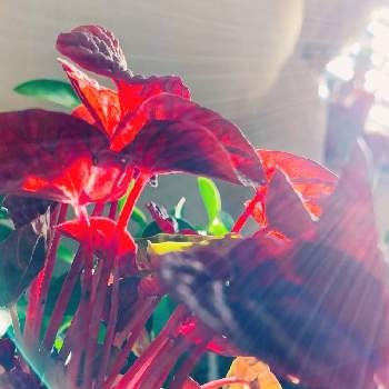ペペロミア　新種の画像 by キラライ　ブツ子さん | 赤い葉っぱとcollaboキラとクリスマスを楽しむとヒカリとペペロミア・キトちゃんとペペロミア　新種とペペロミアのお仲間とペペロミアキトとペペロミア キト