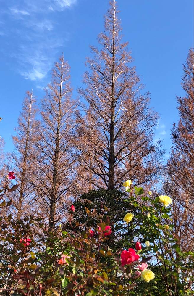 メタセコイアの投稿画像 By シラユキさん バラ 月12月26日 Greensnap グリーンスナップ